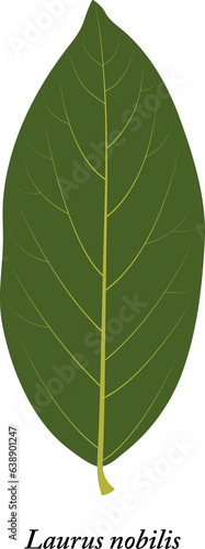 Laurus nobilis. Green leaf isolated on white background.