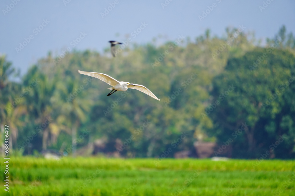 Fototapeta premium egrets in rice fields