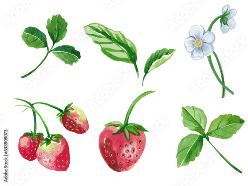 Fototapeta Naklejka Na Ścianę i Meble -  strawberry isolated on white watercolor