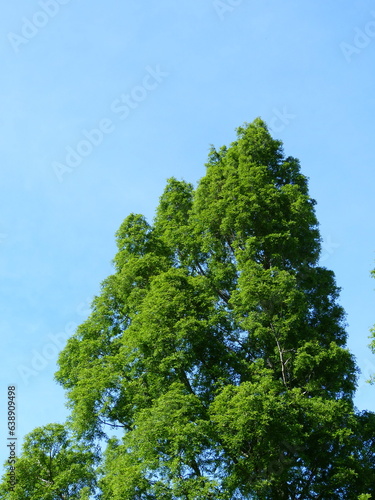 Beautiful green tree against blue sky