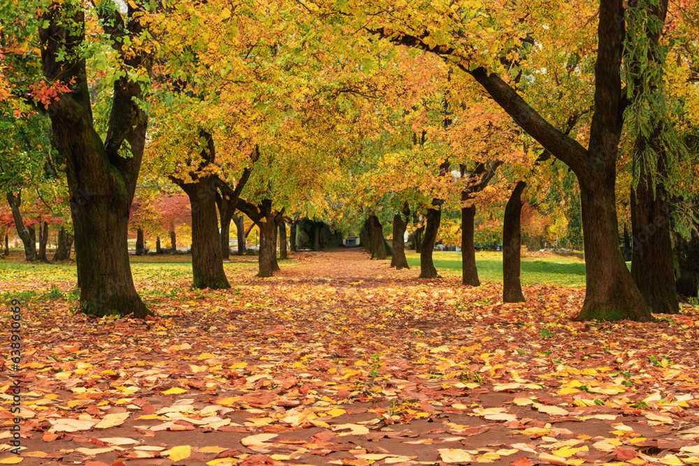 Naklejka premium Autumn landscape in an autumn, city park