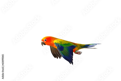Beautiful of Sun conure parrot flying isolated on transparent background png file