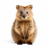 Quokka isolated in a white background