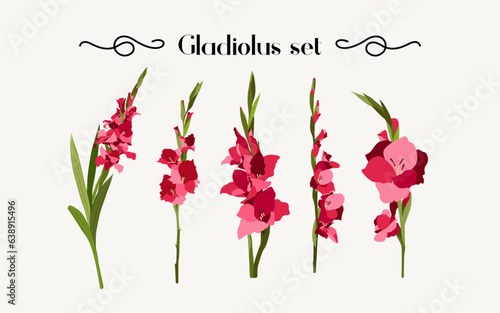 Tableau sur toile Set of beautiful chic gladioli in vector. Flat style.