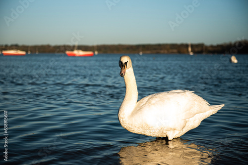 Swan on the river