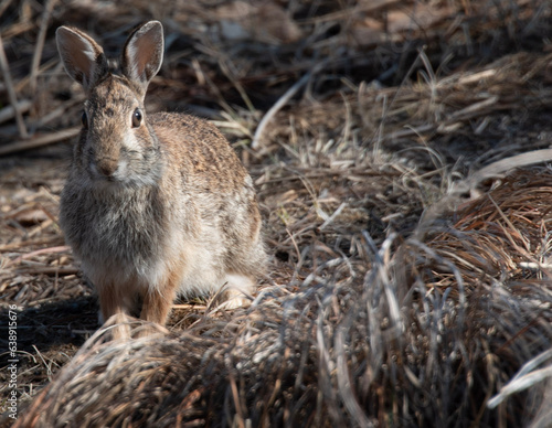 Hare on the ground