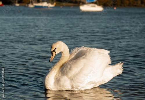 Swan