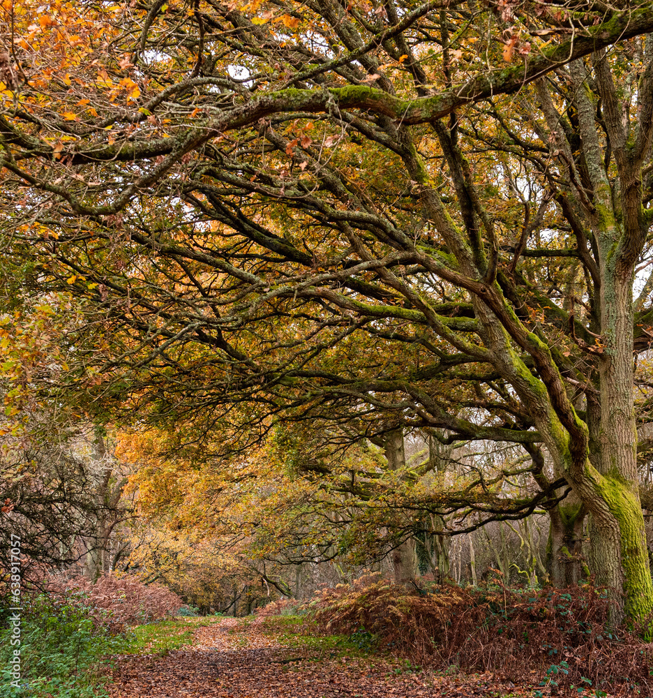 Autumn in the woods Autumn in the woods