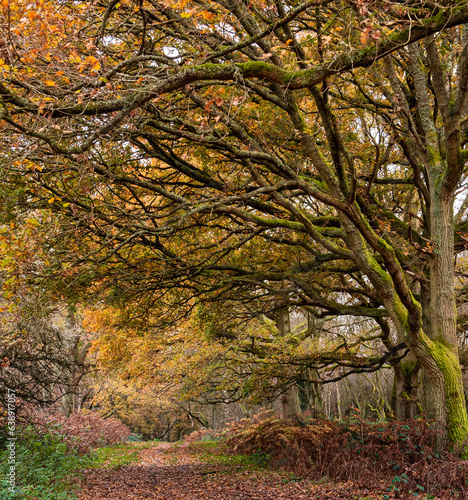 Autumn in the woods