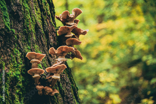 Tiny Mushrooms cluster on a Tree © Dylan