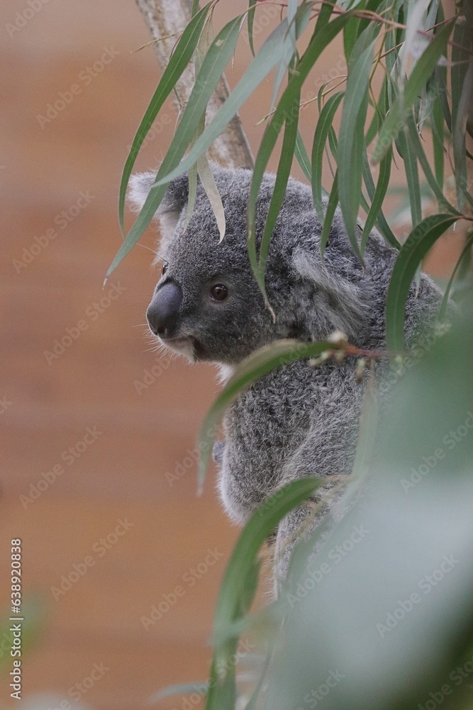 Obraz premium 木の上で振り返るコアラの赤ちゃん