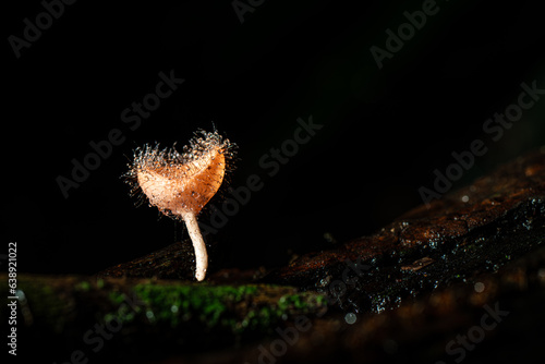 Hairy mushroom in rain forest at Saraburi Province, Thailand,