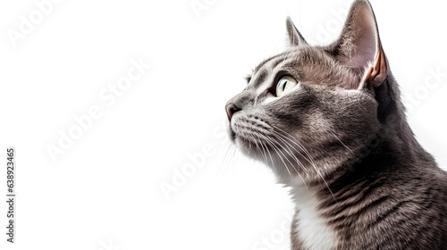 Beautiful gray cat isolated on white background photo