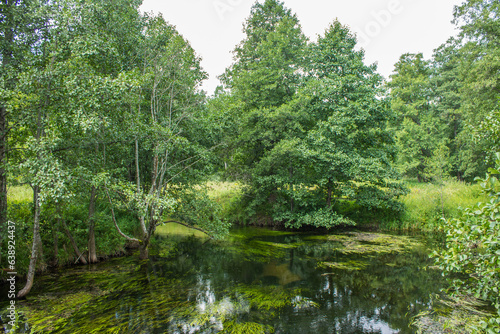 Pastoral landscape - a beautiful river with mud and algae among green banks with grass and trees with lush foliage and space to copy
