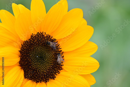 Bees are in the sunflower