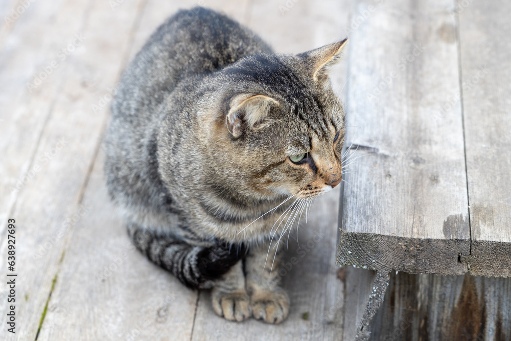 Obraz premium Cat sitting on the porch