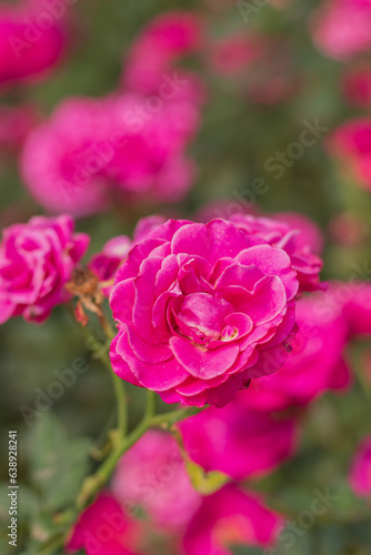 Roses flowers branch and leaves. Aesthetic floral background.