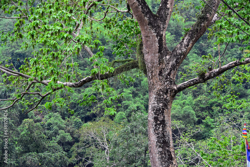 Landscape of Himalyan forest , Kalimpong West Bengal