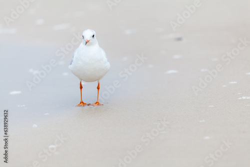 Seagull in the natural environment on the Baltic Sea.