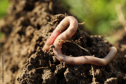 One worm crawling in wet soil on sunny day, closeup