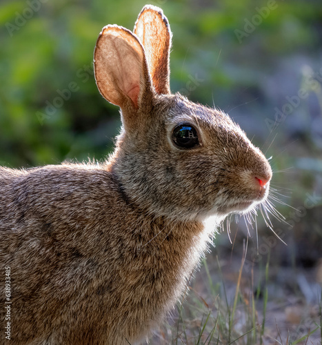 Close-up profile view of a rabbit