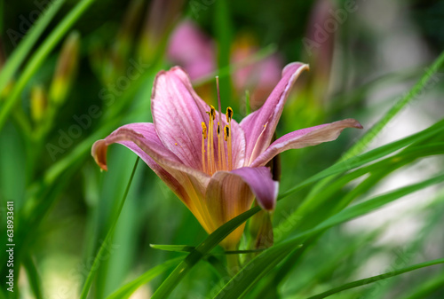 Macro image of a purple day lily with sharp stamen detail