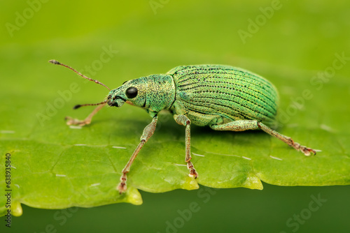 small green leaf weevil on a green leaf with blurred background and copy space © Luc Pouliot