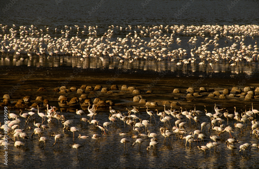 Naklejka premium Flamant nain,. Phoeniconaias minor, Lesser Flamingo, Nids, Parc national, Lac Bogoria, Kenya