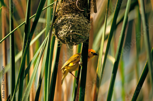 Tisserin de Taveta,.Ploceus castaneiceps , Taveta Weaver photo