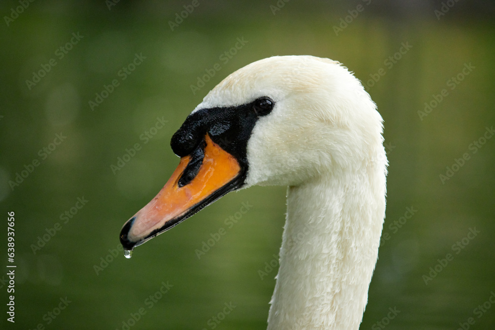 portrait of swan with a water drop portrait of swan with a water drop