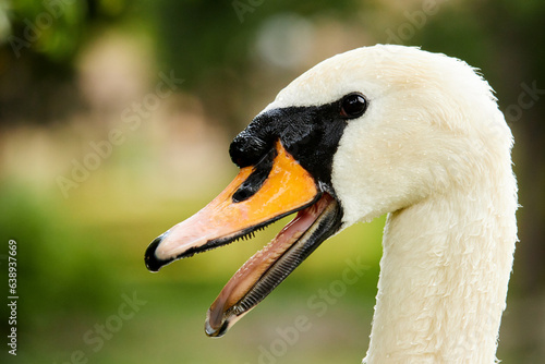 portrait of swan with it's mouth open