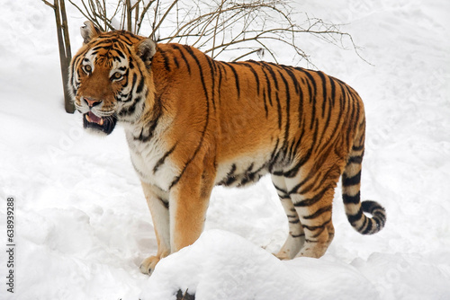 Siberian tiger - Panthera tigris altaica photo