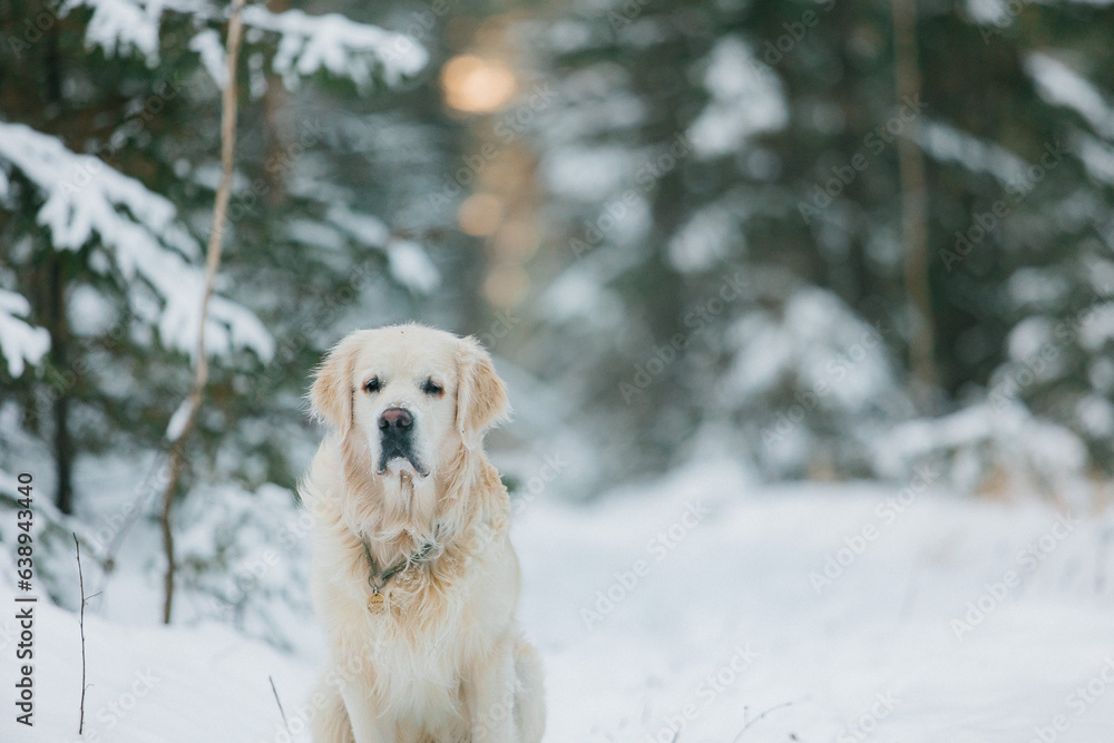 Golden Retriever gnaws on a twig in cold winter