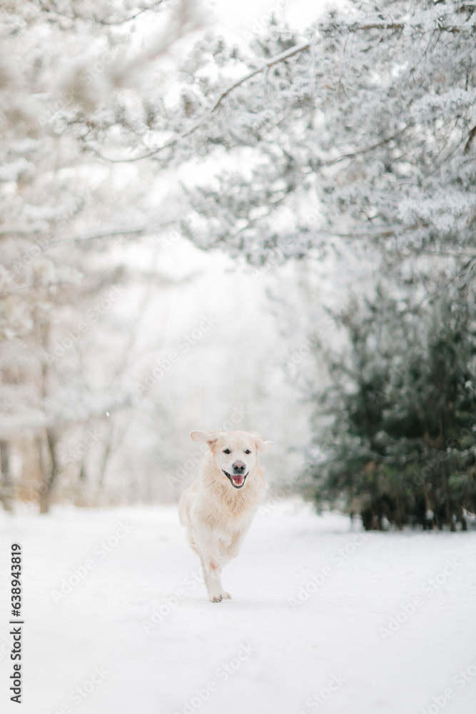 Golden Retriever gnaws on a twig in cold winter Golden Retriever gnaws on a twig in cold winter