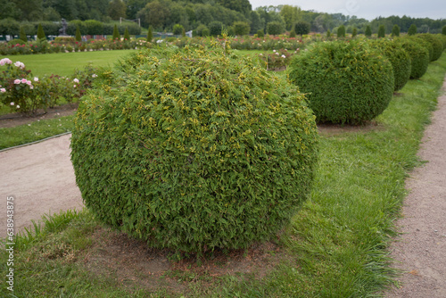 Rounded shrubs of thuja in garden landscaping