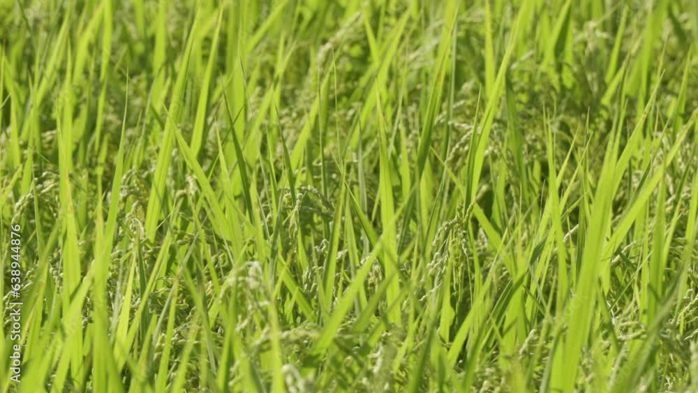 風に揺れる瑞々しい稲 風に揺れる瑞々しい稲
