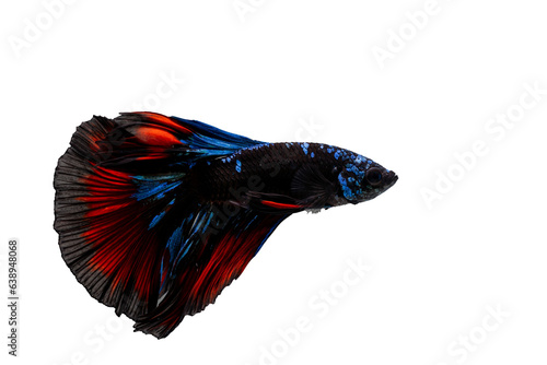 Black, blue and red halfmoon tail Betta spreading fins with white isolation background