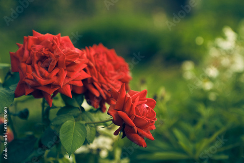 Red rose and rosebuds in the garden, close-up, selective focus. A rose blooms on a green background. Summer flower. Natural background. High quality photo © daryakomarova