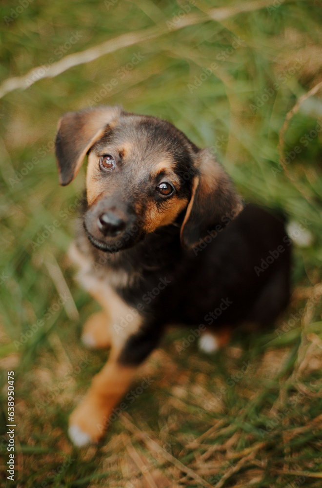 Homeless waiting for rescue. Little sad puppy at the shelter looks with hope in the camera. Homeless waiting for rescue. Little sad puppy at the shelter looks with hope in the camera.