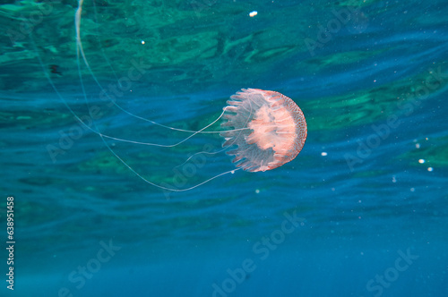 Pelagia noctiluca swimming near water surface photo