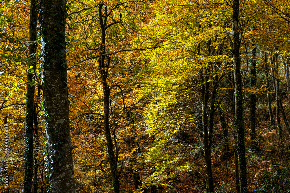 Forest in autumn in the area of La Garrotxa in the province of Girona in Catalonia Spain Forest in autumn in the area of La Garrotxa in the province of Girona in Catalonia Spain