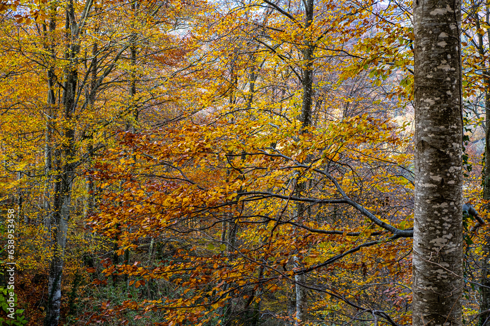 Forest in autumn in the area of La Garrotxa in the province of Girona in Catalonia Spain Forest in autumn in the area of La Garrotxa in the province of Girona in Catalonia Spain