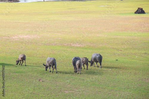 Herds of buffalo grazing on the grass beside the river.