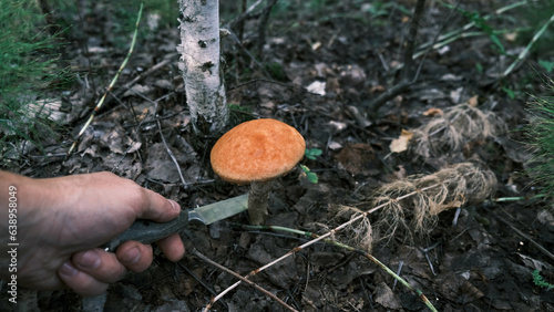 Mushroom picking.A man cuts a mushroom with a red head in the forest among the grass 