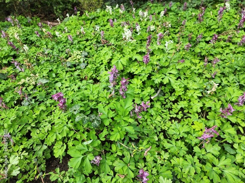 Corydalis is a common biennial plant. The root tubers of some Asian species are used in Eastern medicine to treat pain and high blood pressure.