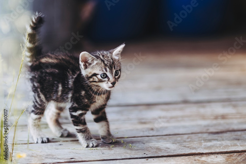 Portrait d'un bébé chaton tigré aux yeux bleus qui découvre l'extérieur © PicsArt
