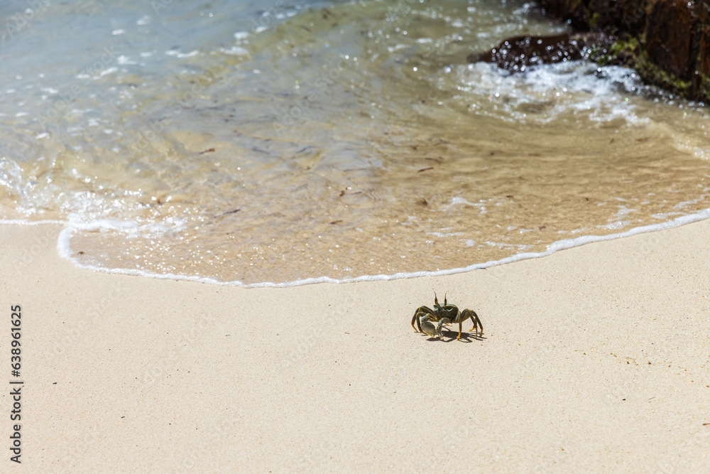 Horn-eyed ghost crab is on white coastal sand of Praslin island Horn-eyed ghost crab is on white coastal sand of Praslin island