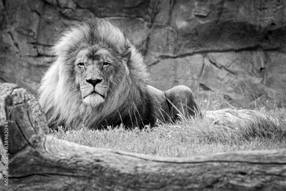 Naklejka premium Lion 