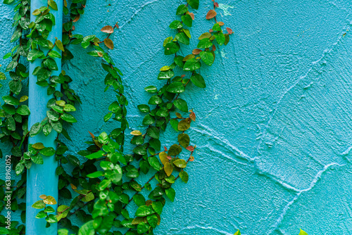 Loft wall with pipeline straight from bottom to top in blue color while the non-creeping plant is growing and settling.