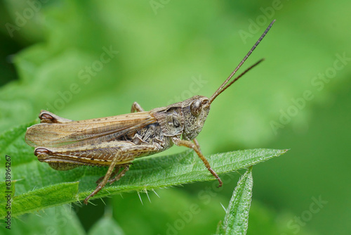 Closeup on the brown Locomotive Grasshopper, Chorthippus apricarius, sitting on a green leaf